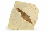Fossil Leaf (Persea) - France #254360-1